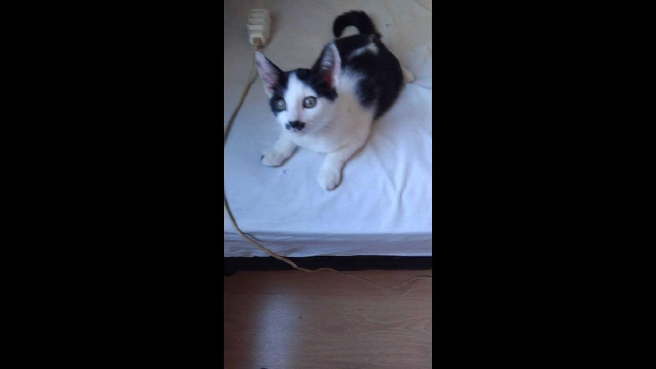 Gato Tornado desapareceu no bairro Floresta