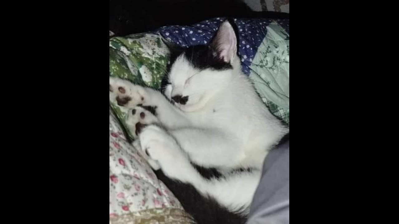 Gato Tornado desapareceu no bairro Floresta