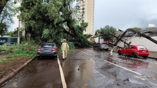 Urgente: Temporal derruba árvore e postes no Centro de Cascavel