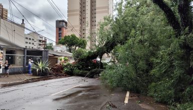 Imagem referente a Transitar comunica interdição de cruzamentos próximos onde árvore de grande porte caiu no Centro