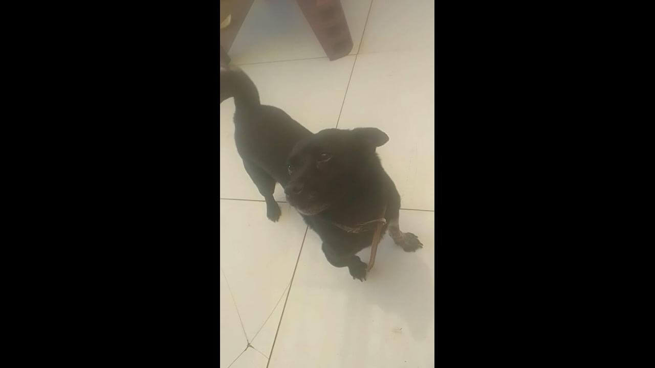 Cachorra é encontrada no bairro Brasmadeira Cachorra é encontrada no bairro Brasmadeira