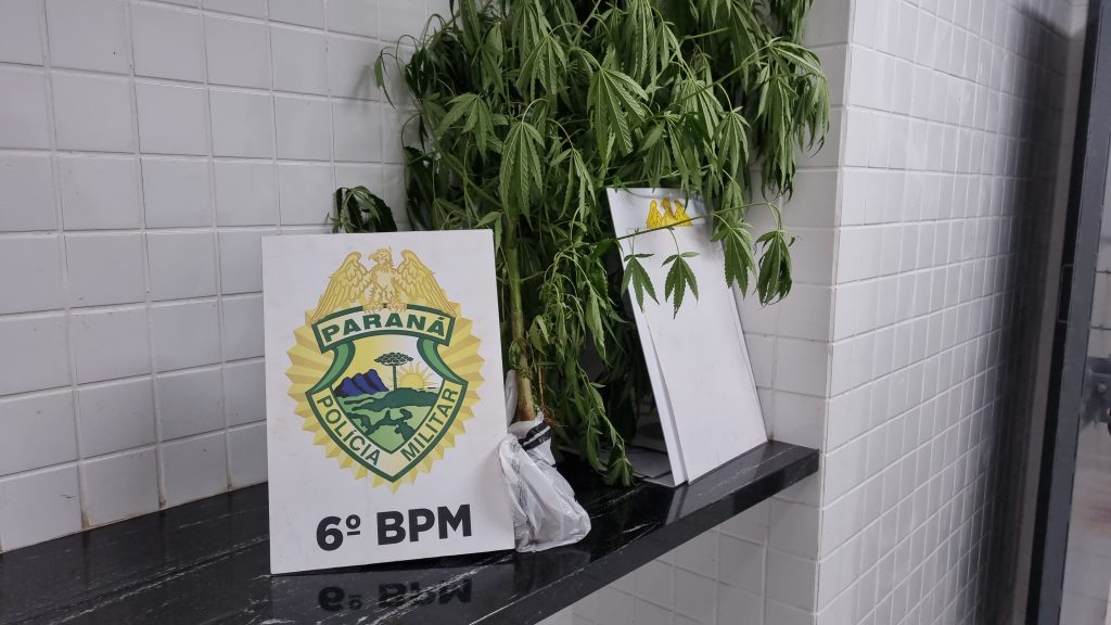 “Fuma fuma fuma, folha de bananeira” Pé de maconha é encontrado com adolescente