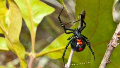 Imagem referente a Busca por efeitos psicodélicos leva mulher a injetar veneno de aranha viúva-negra na veia