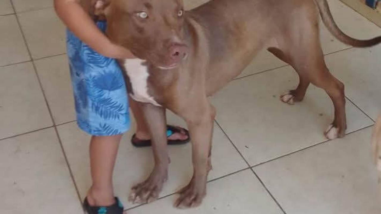 Cachorra LUPITA desapareceu no bairro Floresta Cachorra LUPITA desapareceu no bairro Floresta