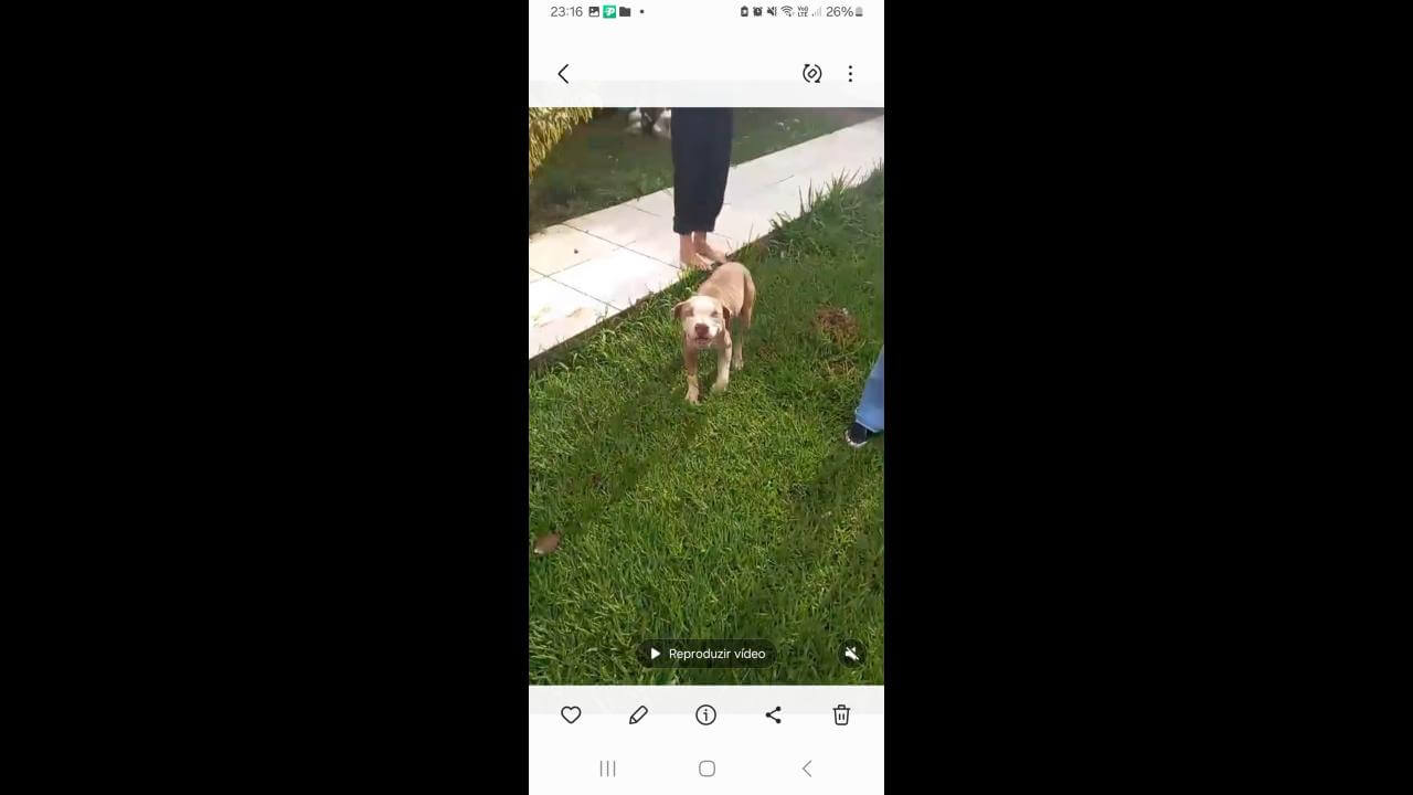 Cachorro é encontrado no bairro Centro Cachorro é encontrado no bairro Centro