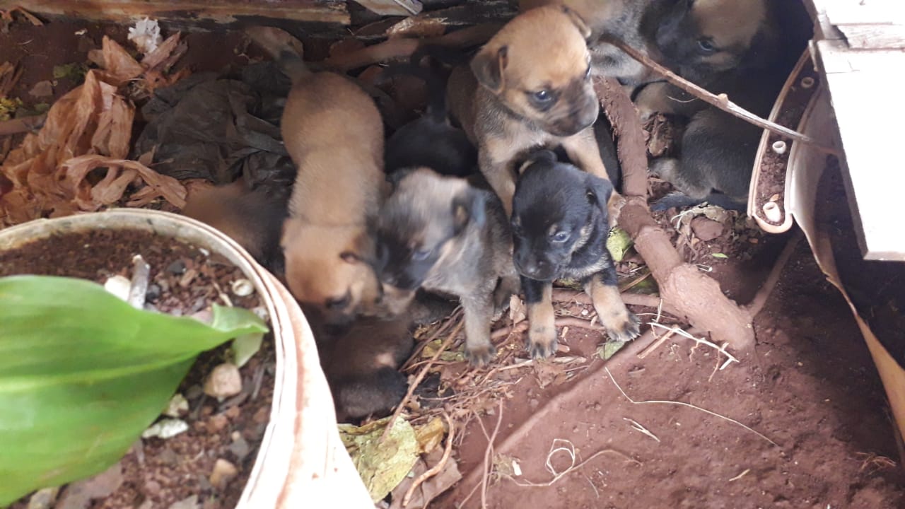 Cadela e filhotes precisam de resgate após nascimento em casa de idosa enferma Cadela e filhotes precisam de resgate após nascimento em casa de idosa enferma