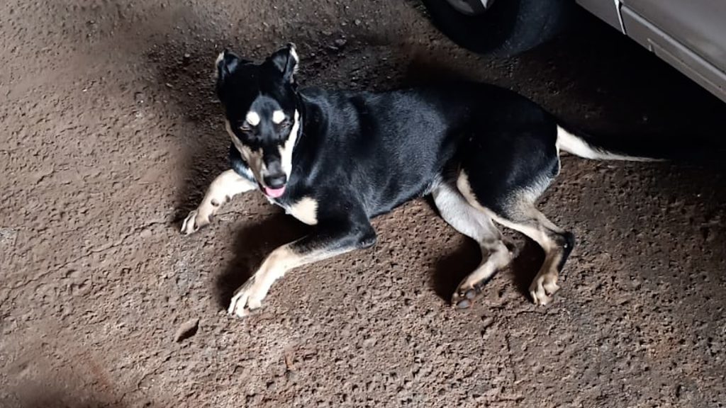 Internauta se mobiliza para salvar cachorra atropelada em Cascavel