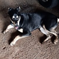 Imagem referente a Internauta se mobiliza para salvar cachorra atropelada em Cascavel