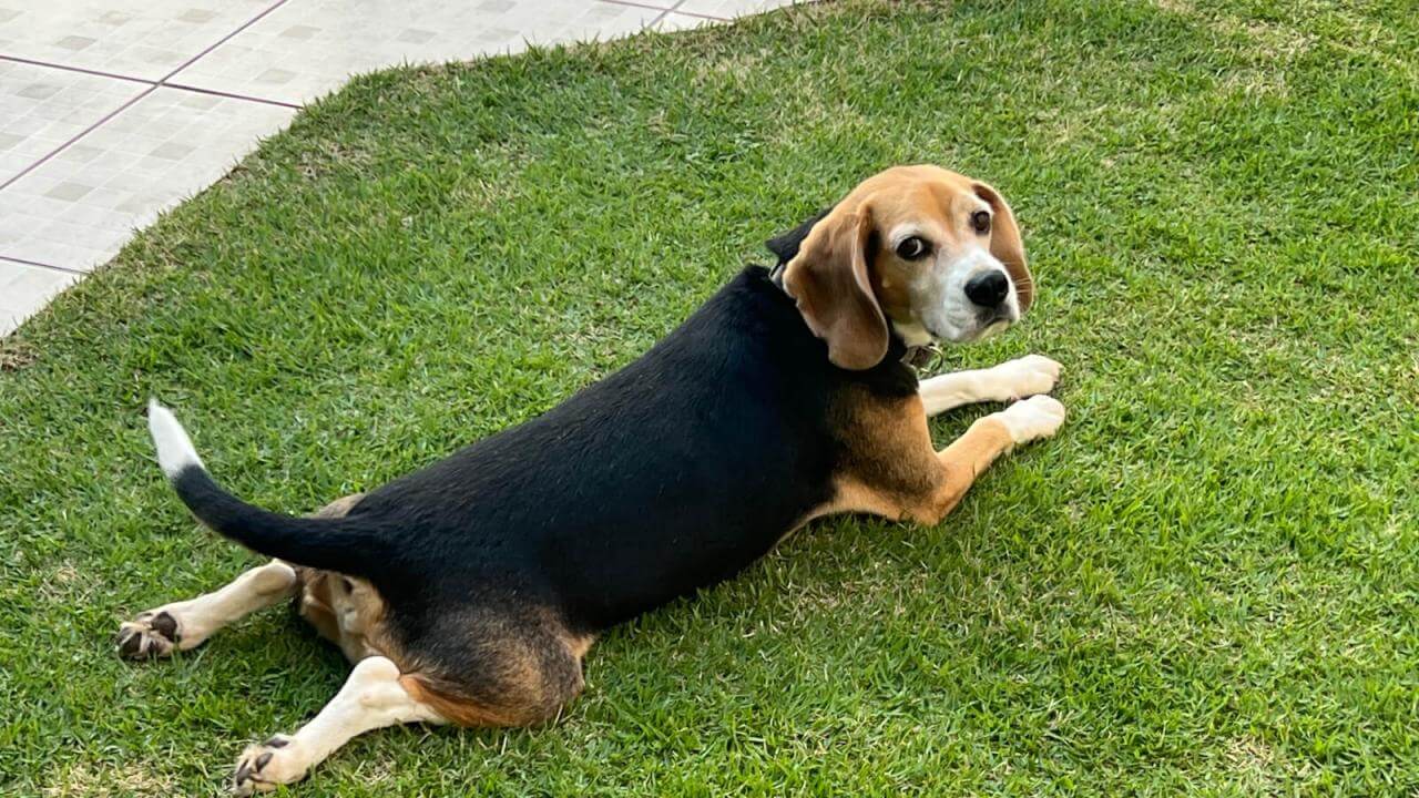 Cachorro Bingo desapareceu no bairro Cancelli