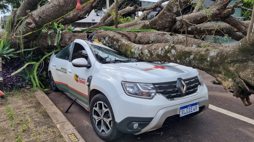 Carro é esmagado por árvore no Centro de Cascavel