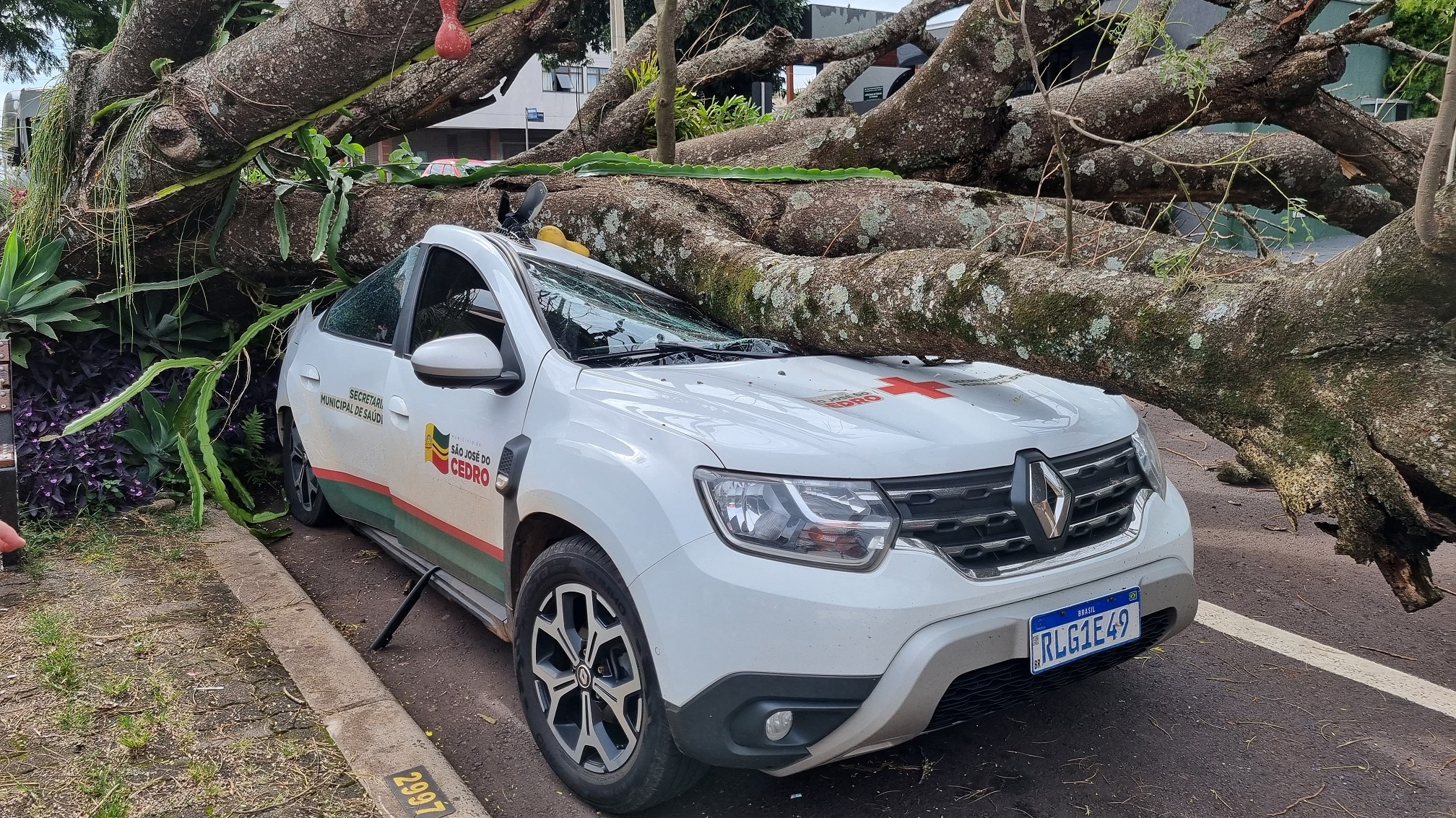 Carro é esmagado por árvore no Centro de Cascavel