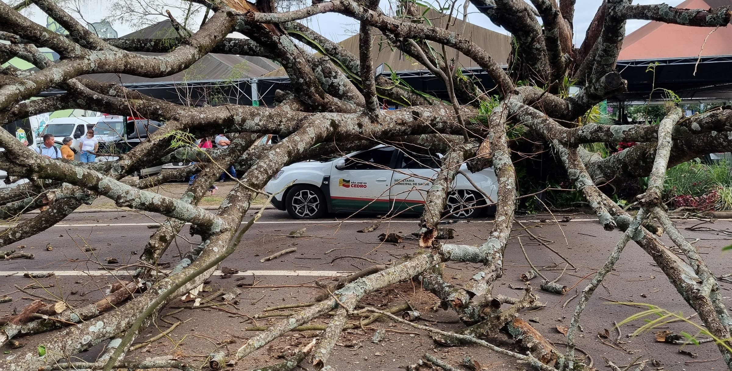 Trecho da Rua Santa Catarina ficará interditado por tempo indeterminado após queda de árvore