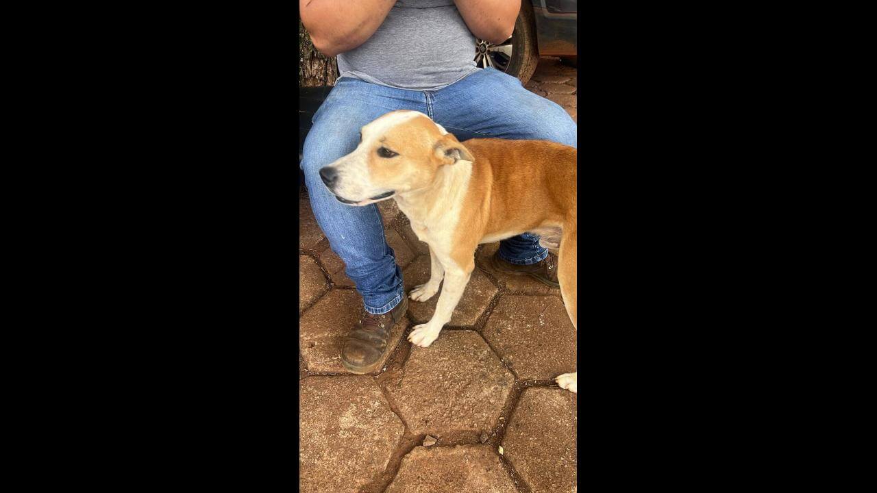 Cachorro é encontrado no bairro Centro