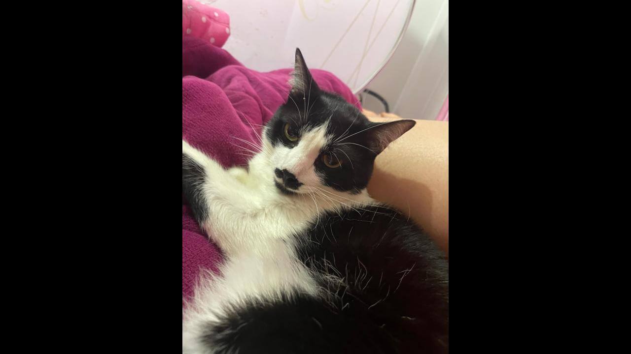 Gato Diulius desapareceu no bairro Universitário Gato Diulius desapareceu no bairro Universitário