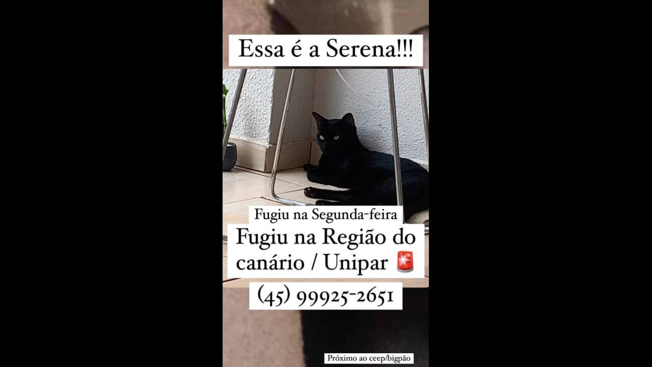 Gata Serena desapareceu no bairro Cancelli Gata Serena desapareceu no bairro Cancelli