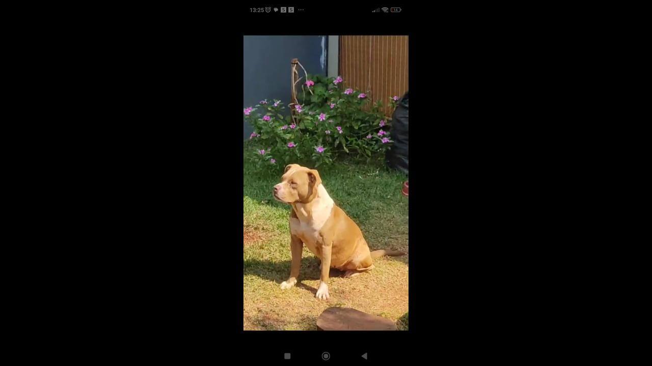 Cachorra Dora desapareceu no bairro Pacaembu Cachorra Dora desapareceu no bairro Pacaembu