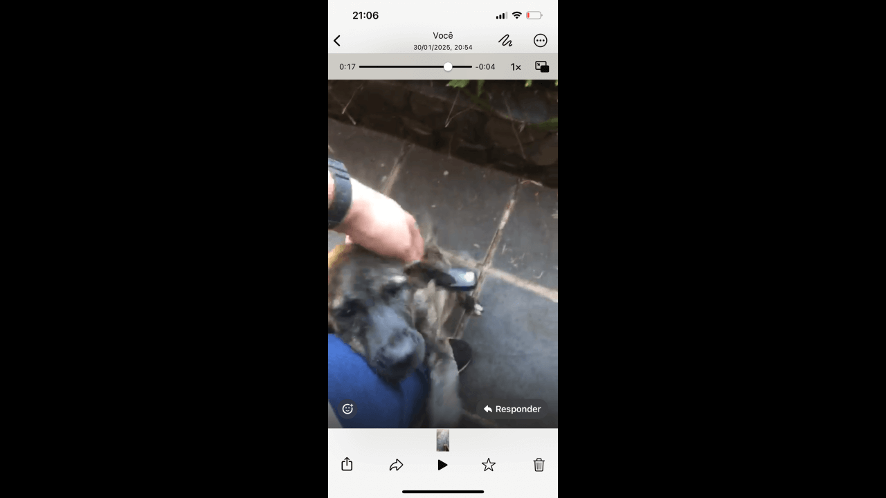 Cachorra Luna desapareceu no bairro Parque São Paulo Cachorra Luna desapareceu no bairro Parque São Paulo