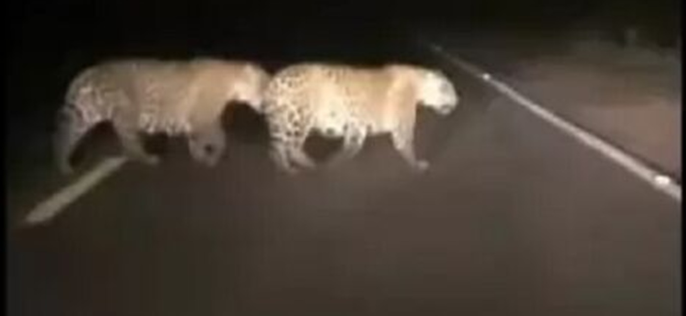 Onças-pintadas surpreendem e são flagradas cruzando a rodovia Onças-pintadas surpreendem e são flagradas cruzando a rodovia