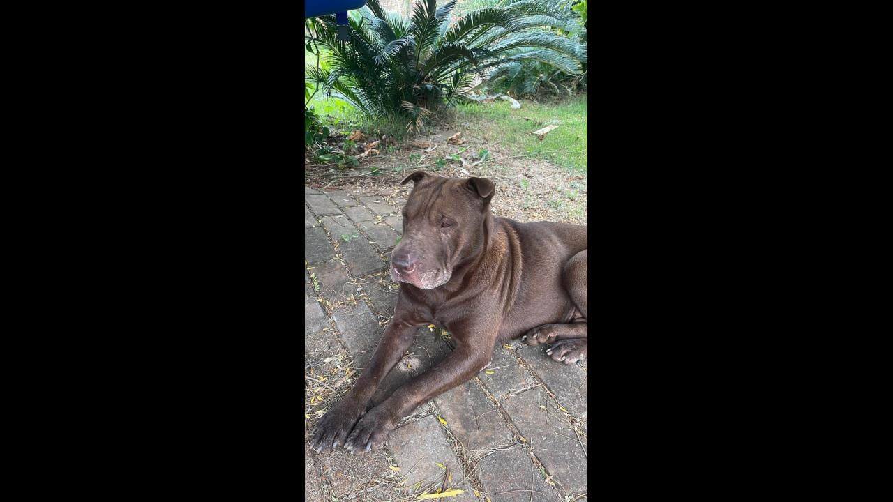 Cachorra Nutella desapareceu no bairro Gramado