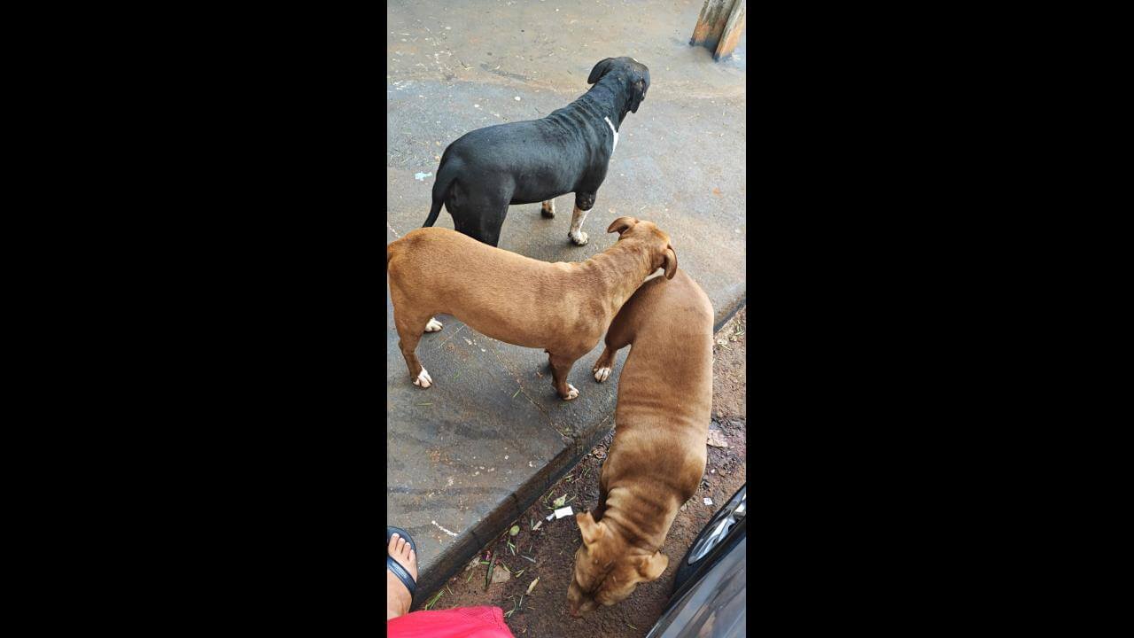Cachorros é encontrados no bairro Interlagos