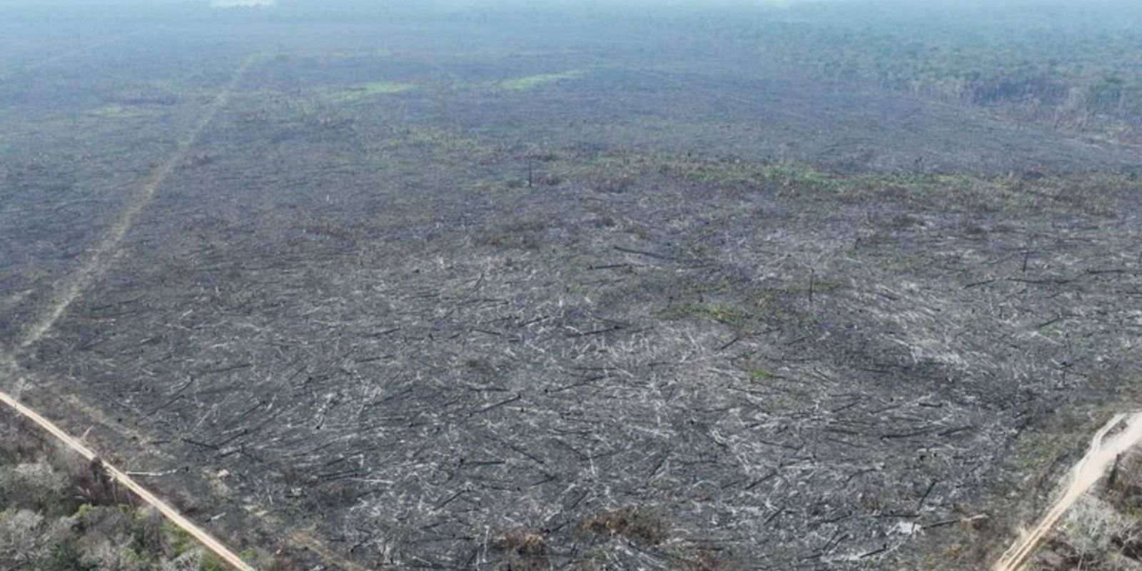 Apenas 5% dos casos de desmatamento na Amazônia geraram indenizações Apenas 5% dos casos de desmatamento na Amazônia geraram indenizações