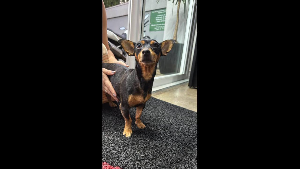 Cachorra é encontrada no bairro São Cristóvão Cachorra é encontrada no bairro São Cristóvão
