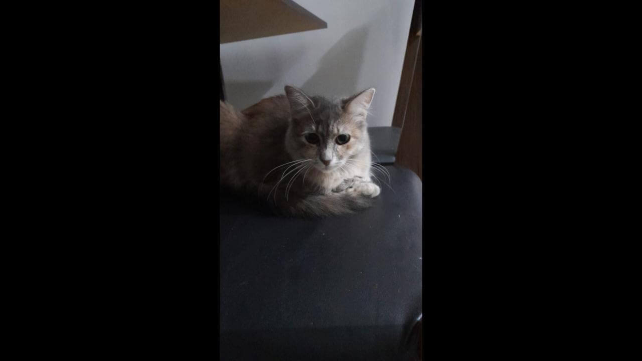 Gata é encontrada no bairro Neva Gata é encontrada no bairro Neva