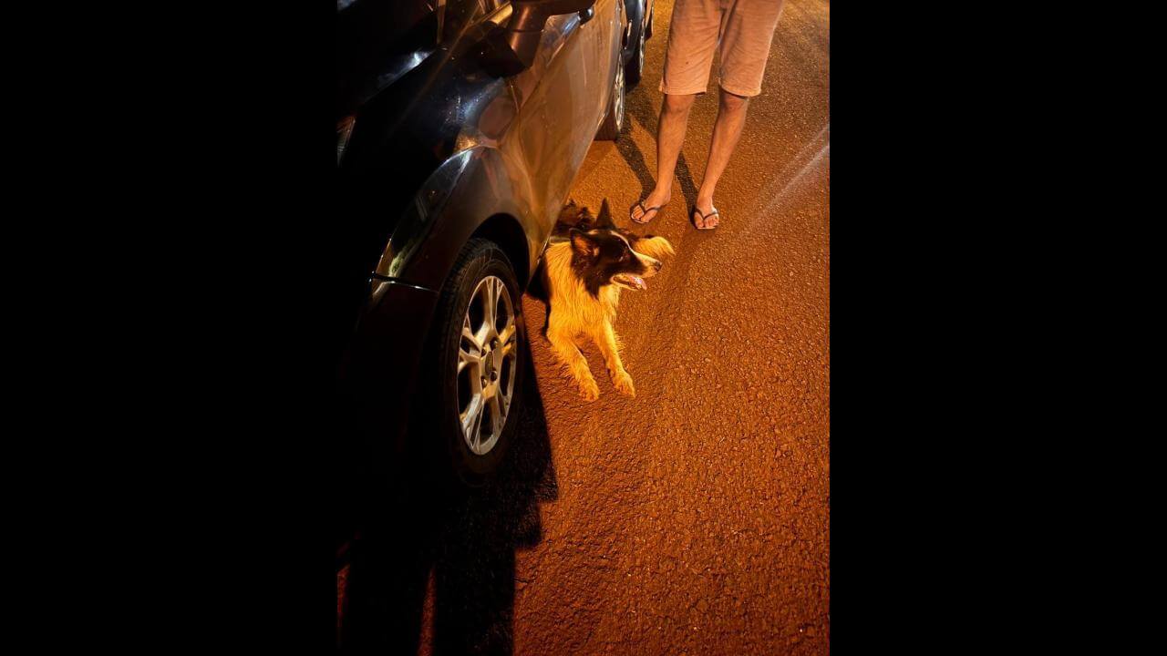 Cachorro é encontrado no bairro Canadá