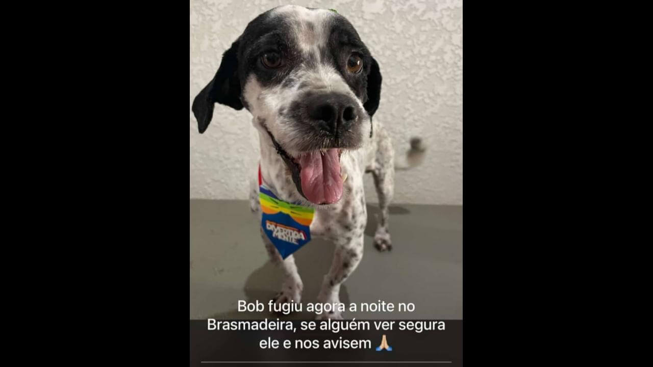 Cachorro Bob desapareceu no bairro Brasmadeira