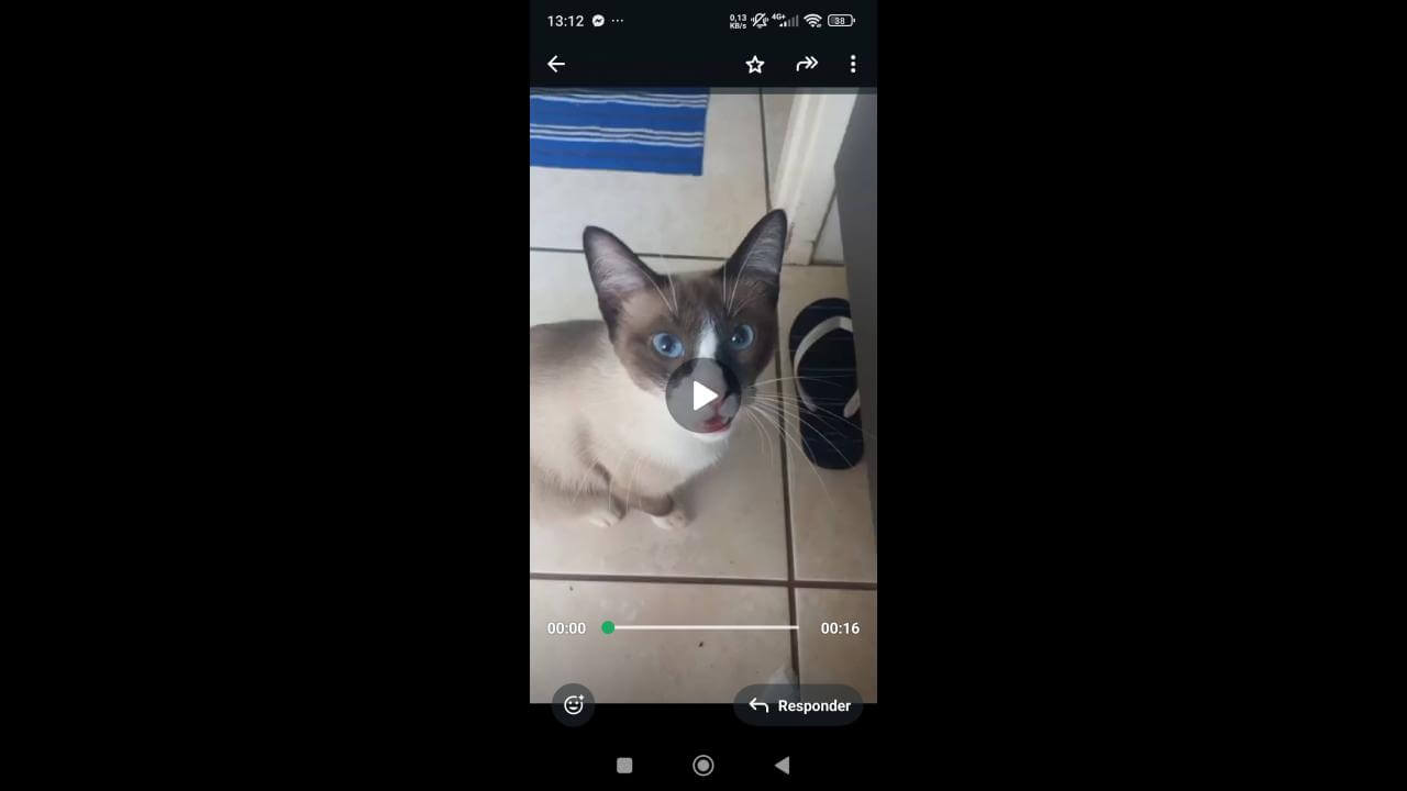 Gata Filha desapareceu no bairro Pacaembu Gata Filha desapareceu no bairro Pacaembu