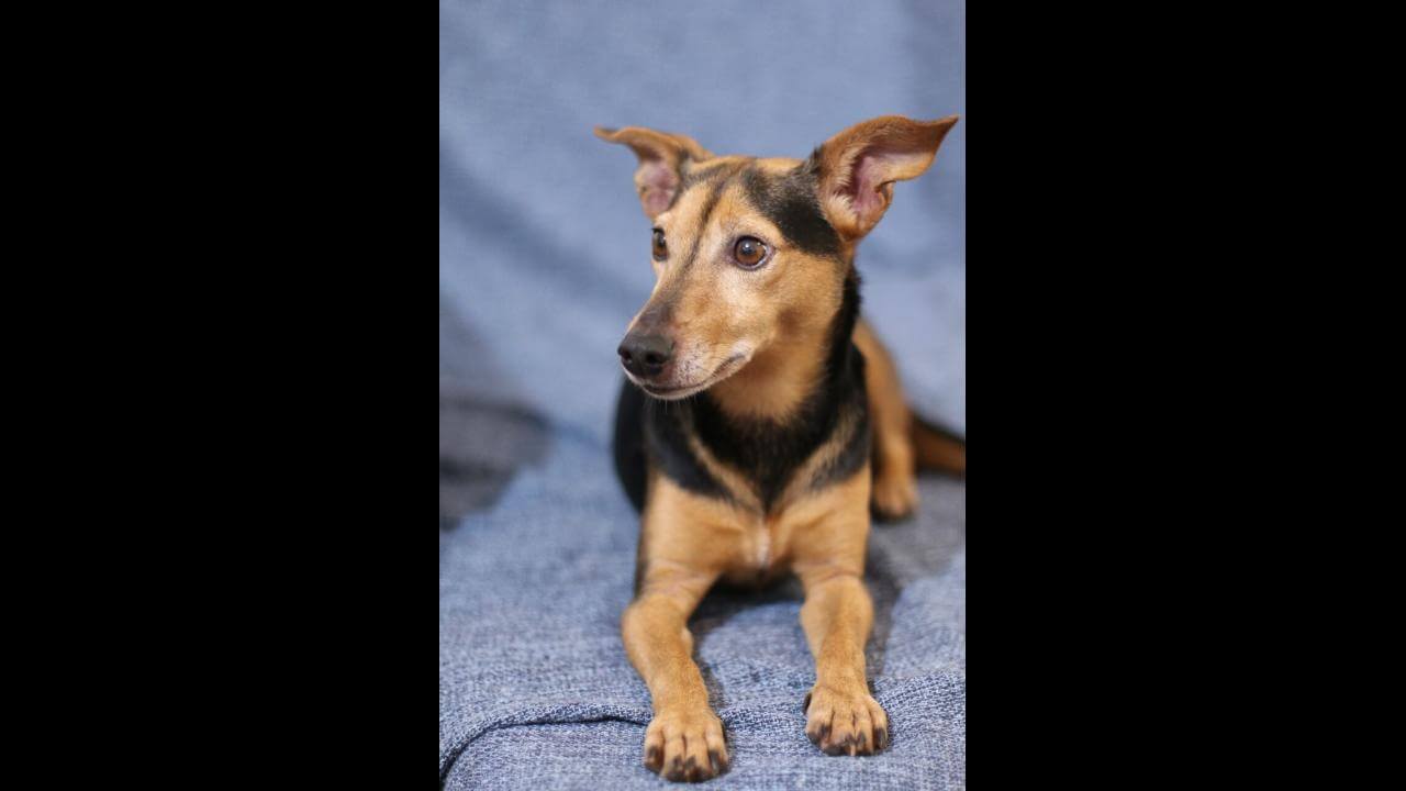 Cachorra é encontrada no bairro Country Cachorra é encontrada no bairro Country