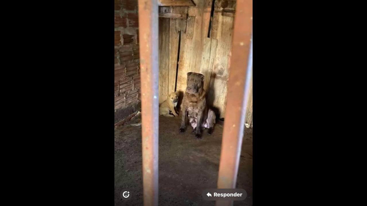 Cachorra Doralice e filhote Theice desaparecerem no bairro Brasília Cachorra Doralice e filhote Theice desaparecerem no bairro Brasília