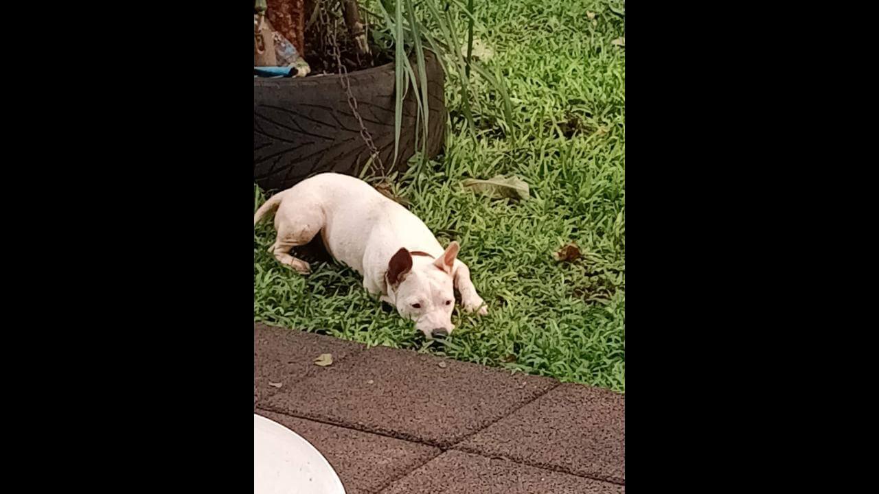 Cachorra é encontrada no bairro Recanto Tropical