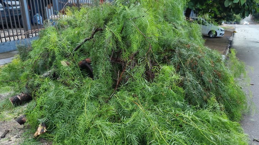 Chuva forte provoca queda de árvore e mobiliza Bombeiros em Cascavel