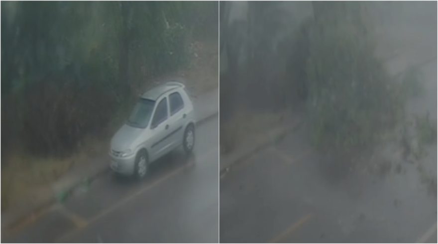 Árvore de grande porte desaba sobre carro estacionado: câmera registra o momento