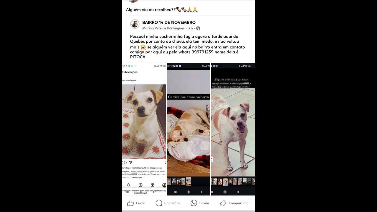 Cachorra Pitoca desapareceu no bairro 14 de Novembro