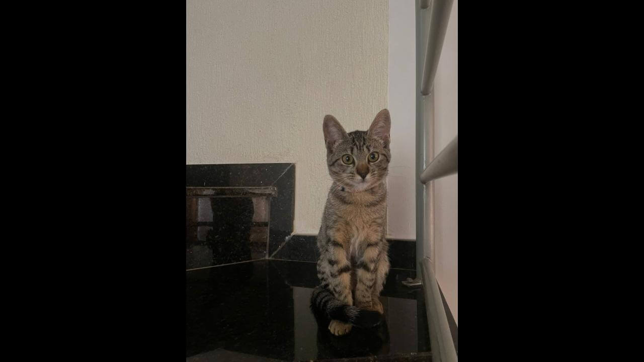 Gata Kiara desapareceu no bairro Parque São Paulo