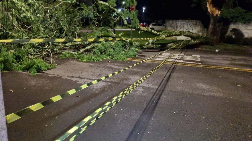 Árvore cai e interdita Rua do Comércio no Bairro Maria Luiza