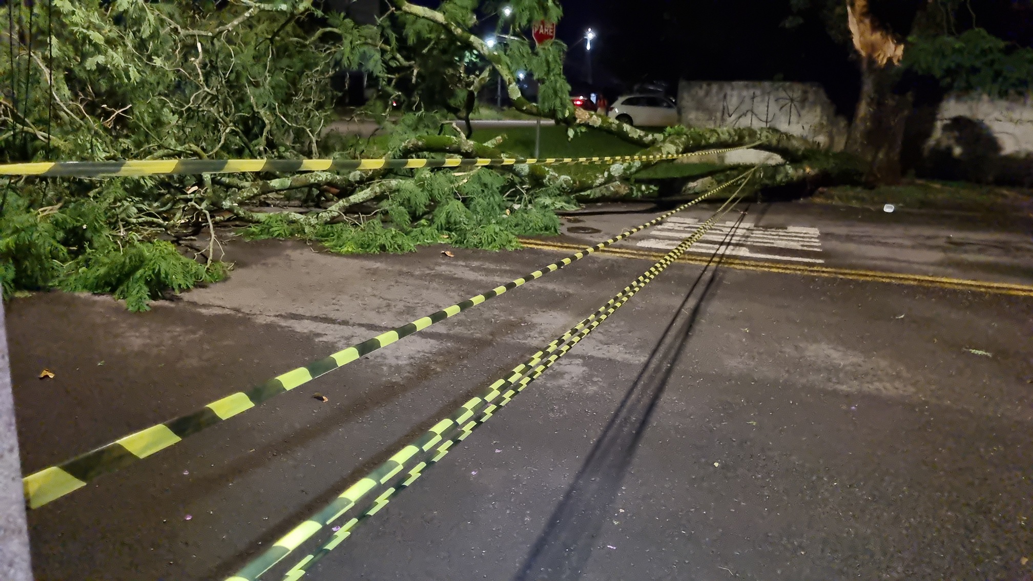 Árvore cai e interdita Rua do Comércio no Bairro Maria Luiza