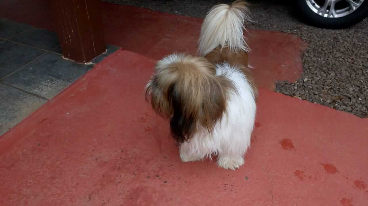Cachorro timotio desapareceu no bairro Santos Dumont Cachorro timotio desapareceu no bairro Santos Dumont