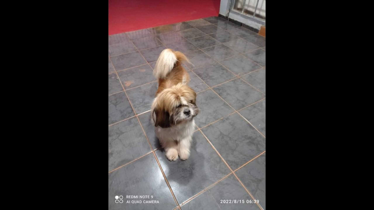 Cachorro desapareceu no bairro Santos Dumont Cachorro desapareceu no bairro Santos Dumont