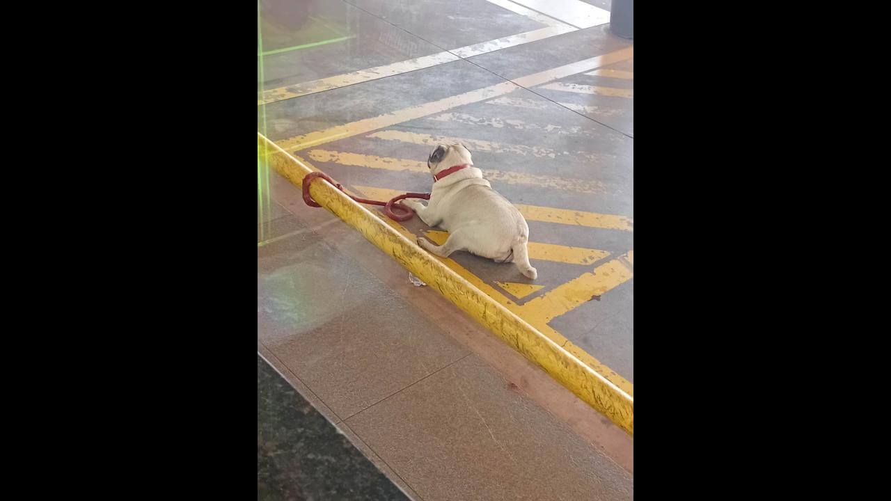 Cachorra é encontrada no bairro Cancelli Cachorra é encontrada no bairro Cancelli