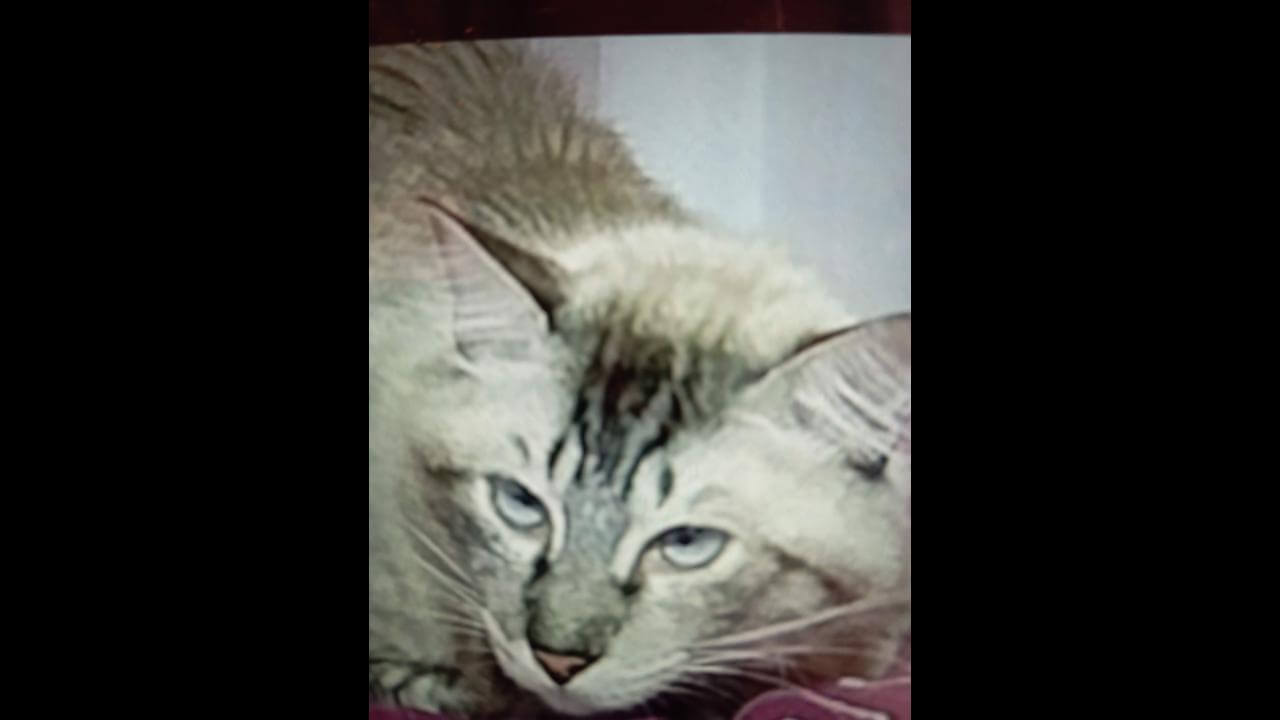 Gato Floquinho desapareceu no bairro Barcelona Gato Floquinho desapareceu no bairro Barcelona