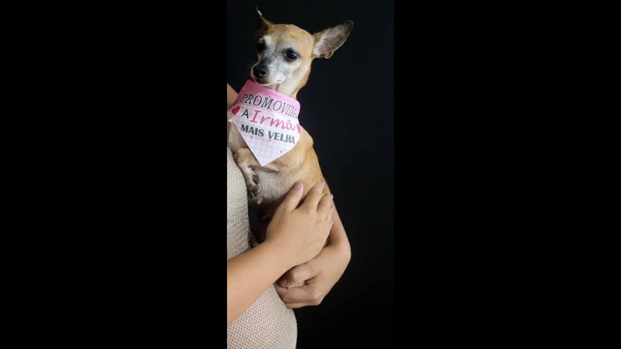 Cachorra Mel desapareceu no bairro Santo Onofre Cachorra Mel desapareceu no bairro Santo Onofre