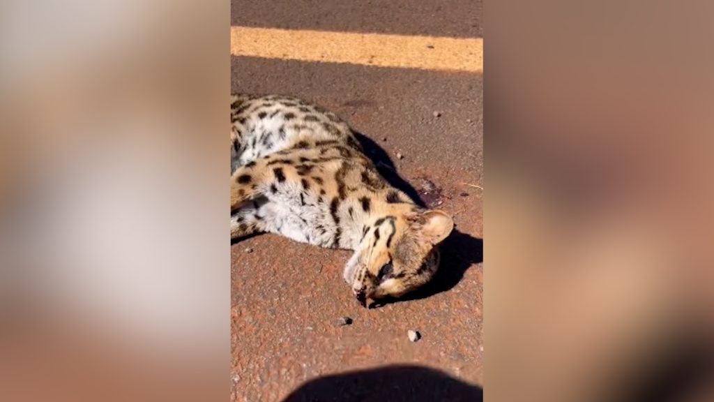 Filhote de Jaguatirica é encontrada morta em Cascavel