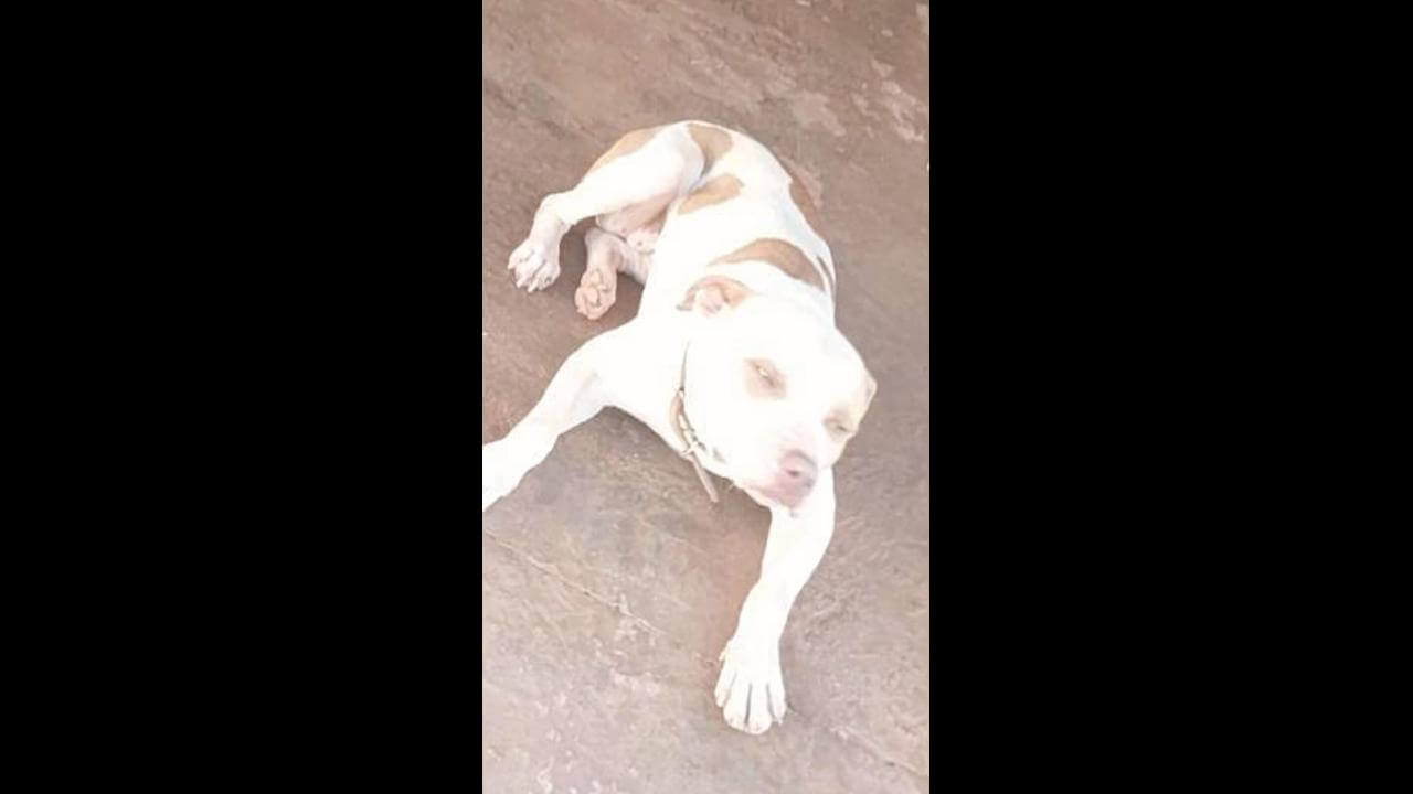 Cachorra Tina desapareceu no bairro Santo Onofre