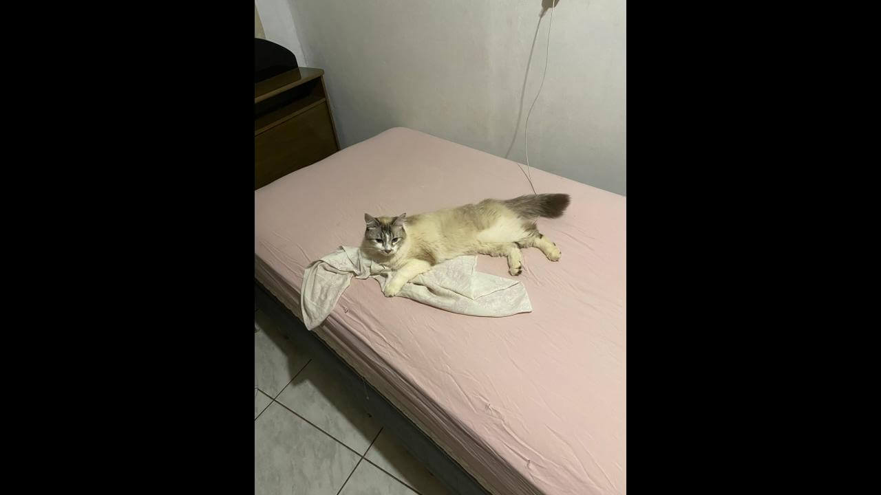 Gata Kiara desapareceu no bairro Nova Cidade