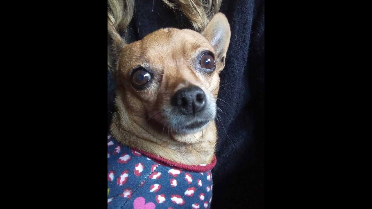 Cachorra Lili desapareceu no bairro Santa Cruz