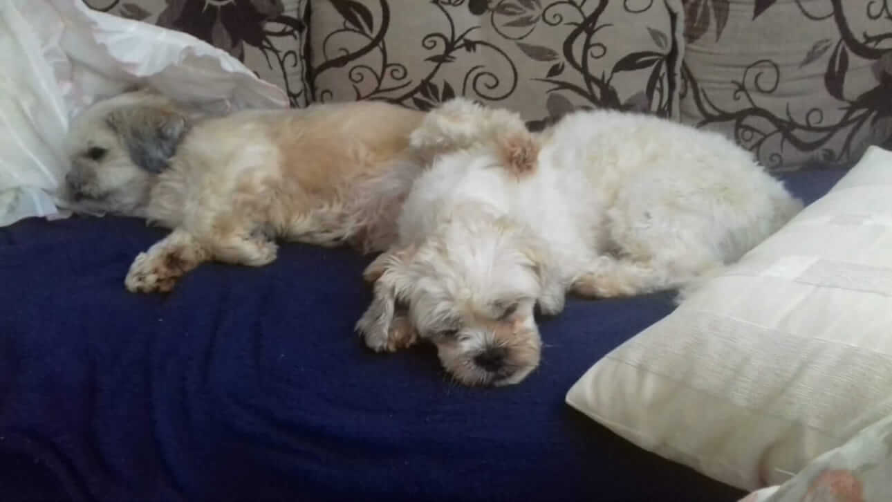 Cachorros Leo e vitoria desapareceram no bairro Santa Cruz