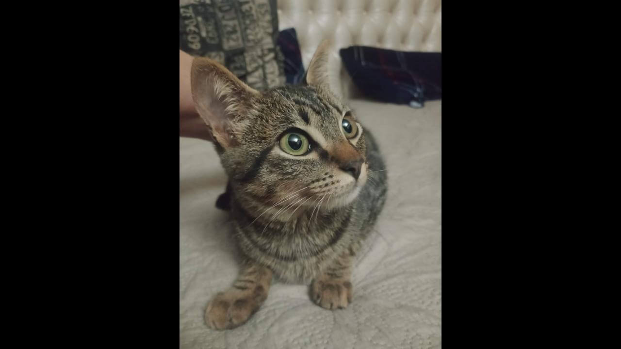 Gato Murisco desapareceu no bairro Cascavel Velho